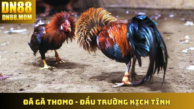 Đá Gà Thomo
