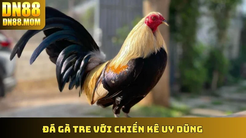 Đá Gà Tre với chiến kê uy dũng
